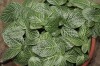 3280?width=100&height=80&name=fittonia-v