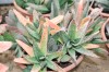 3282?width=100&height=80&name=gasteria-g