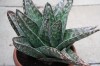 3283?width=100&height=80&name=gasteria-h