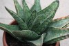 3284?width=100&height=80&name=gasteria-l