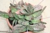 3285?width=100&height=80&name=gasteria-n