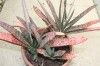 3286?width=100&height=80&name=gasteria-p