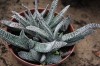 3287?width=100&height=80&name=gasteria-v