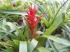 3288?width=100&height=80&name=guzmania-l