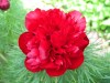 328?width=100&height=80&name=paeonia-ten