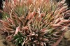 3293?width=100&height=80&name=haworthia-