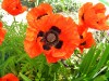 329?width=100&height=80&name=papaver-ori