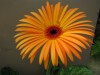 32?width=100&height=80&name=gerbera-jame