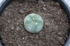 3306?width=100&height=80&name=lophophora