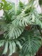 3313?width=100&height=80&name=monstera-d