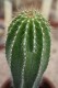 3317?width=100&height=80&name=neobuxbaum