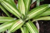 3318?width=100&height=80&name=neoregelia
