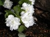 332?width=100&height=80&name=sanguinaria