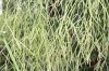 3334?width=100&height=80&name=rhipsalis-