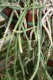 3336?width=100&height=80&name=rhipsalis-