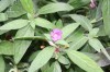 3341?width=100&height=80&name=ruellia-ca