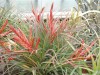 3362?width=100&height=80&name=tillandsia