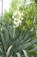 3373?width=100&height=80&name=yucca-aloi