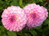 338?width=100&height=80&name=dahlia-damu