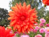 339?width=100&height=80&name=dahlia-gerd