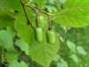 3402?width=100&height=80&name=actinidia-