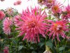 340?width=100&height=80&name=dahlia-ivo-