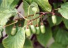 3410?width=100&height=80&name=actinidia-