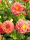 341?width=100&height=80&name=dahlia-kapa