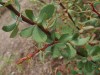 3429?width=100&height=80&name=berberis-a