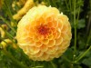 342?width=100&height=80&name=dahlia-lasm