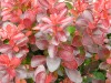 3438?width=100&height=80&name=berberis-t