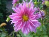 343?width=100&height=80&name=dahlia-mask