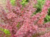 3441?width=100&height=80&name=berberis-t