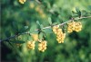 3445?width=100&height=80&name=berberis-v