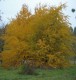 3449?width=100&height=80&name=betula-gro