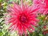 344?width=100&height=80&name=dahlia-meri