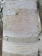 3454?width=100&height=80&name=betula-pap