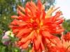 345?width=100&height=80&name=dahlia-orbi