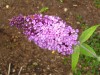 3462?width=100&height=80&name=buddleia-d