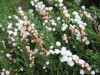 3463?width=100&height=80&name=calluna-vu