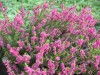 3464?width=100&height=80&name=calluna-vu