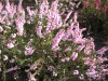 3465?width=100&height=80&name=calluna-vu