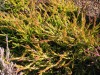 3466?width=100&height=80&name=calluna-vu