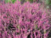 3468?width=100&height=80&name=calluna-vu