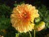 346?width=100&height=80&name=dahlia-sald