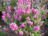 3470?width=100&height=80&name=calluna-vu