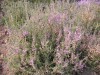 3471?width=100&height=80&name=calluna-vu