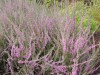 3475?width=100&height=80&name=calluna-vu