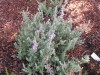 3477?width=100&height=80&name=calluna-vu