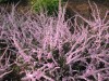 3478?width=100&height=80&name=calluna-vu